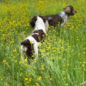 Lacy Minto. Buttercup Hill Spaniels,  Breeder